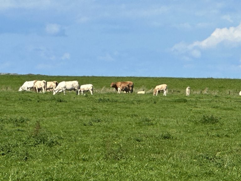 Landschaftsbilder in Ostfriesland mit Rinder