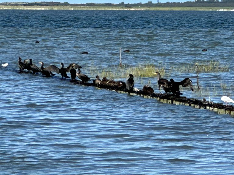 Landschaftsbilder in Ostfriesland in Dornumersiel