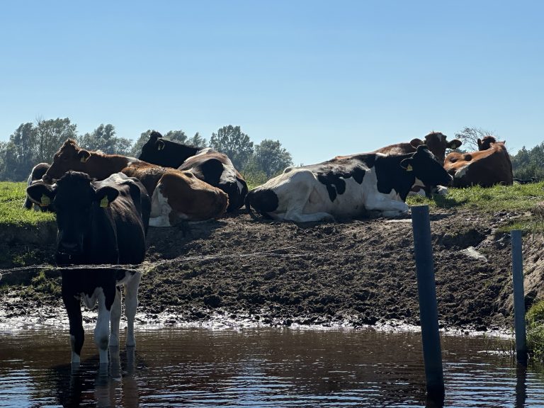 Landschaftsbilder in Ostfriesland am Großen Meer