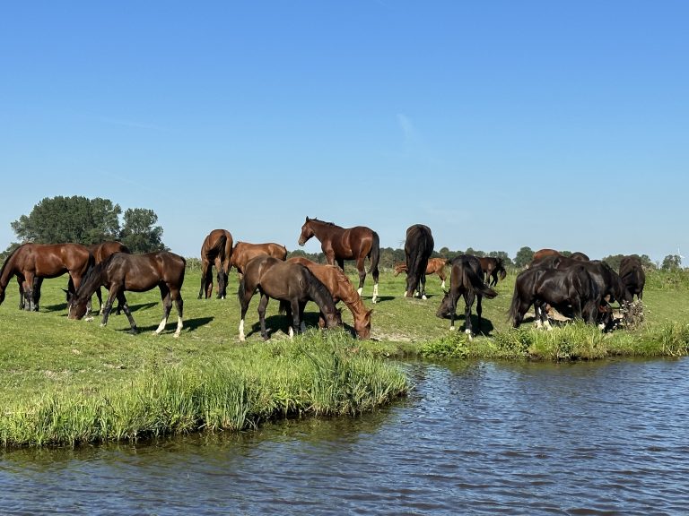 Landschaftsbilder in Ostfriesland am Großen Meer
