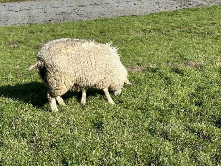 Landschaftsbilder in Ostfriesland in Dornumersiel