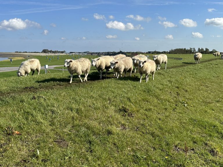 Landschaftsbilder in Ostfriesland in Dornumersiel