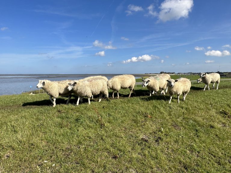 Landschaftsbilder in Ostfriesland in Dornumersiel