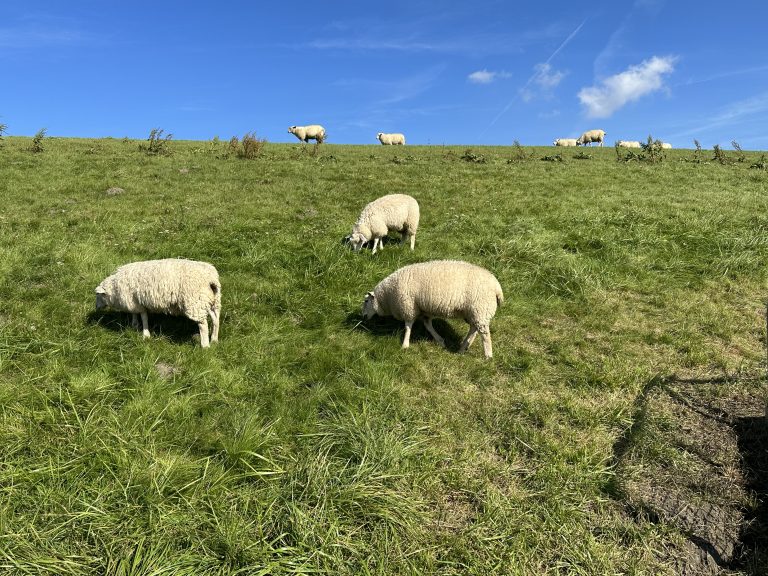 Landschaftsbilder in Ostfriesland in Dornumersiel
